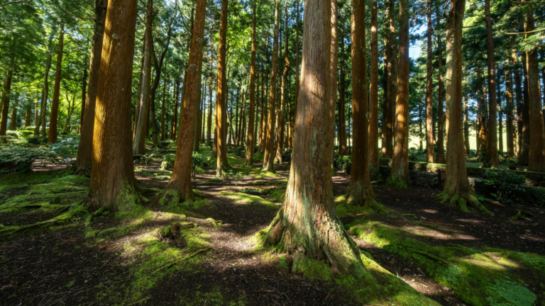 Cuidar da Terra começa com pequenas atitudes